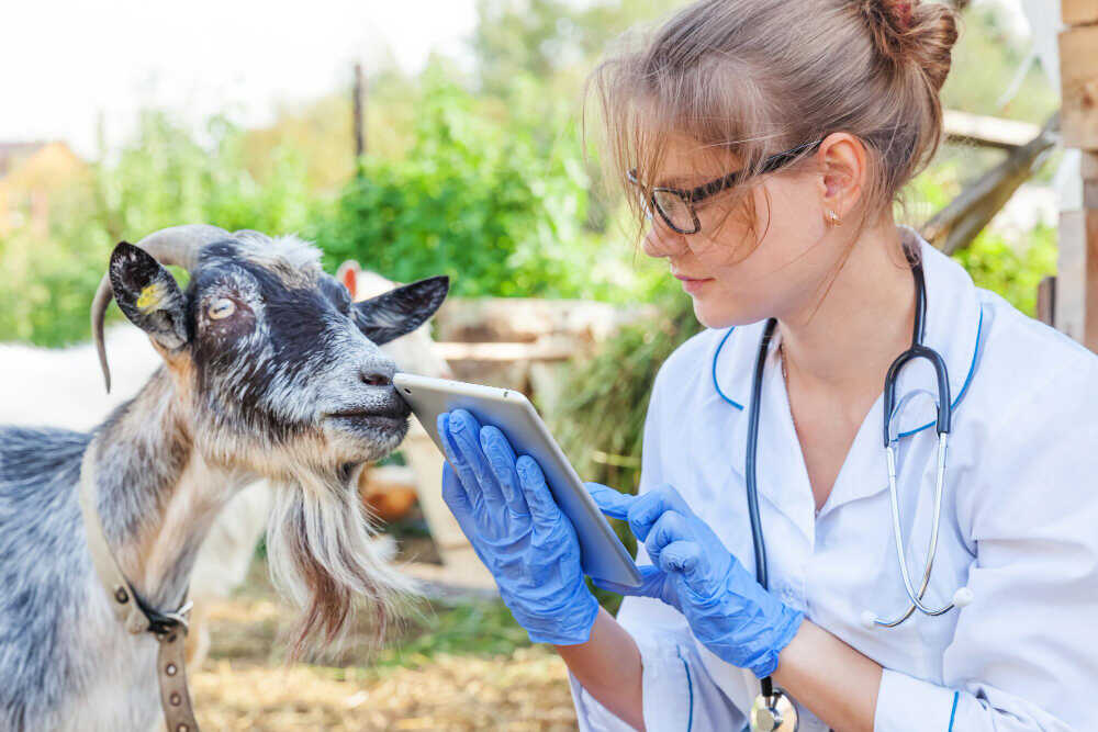 BVD U Byd a Objawy Rozpoznanie I Leczenie Lekarz Weterynarii BVD U Byd a Objawy Rozpoznanie I Leczenie Lekarz Weterynarii