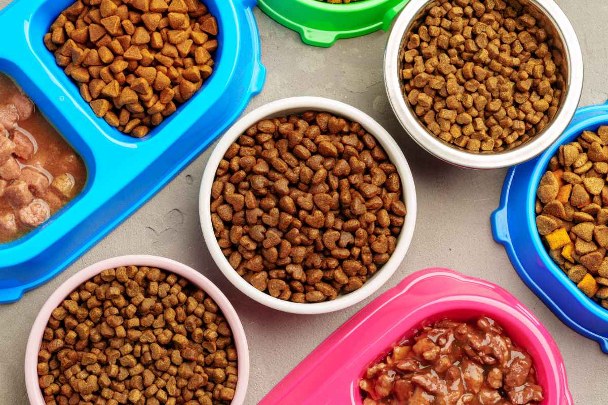 Opis Kr lika Domowego Lekarz Weterynarii Opis Kr lika Domowego Lekarz Weterynarii